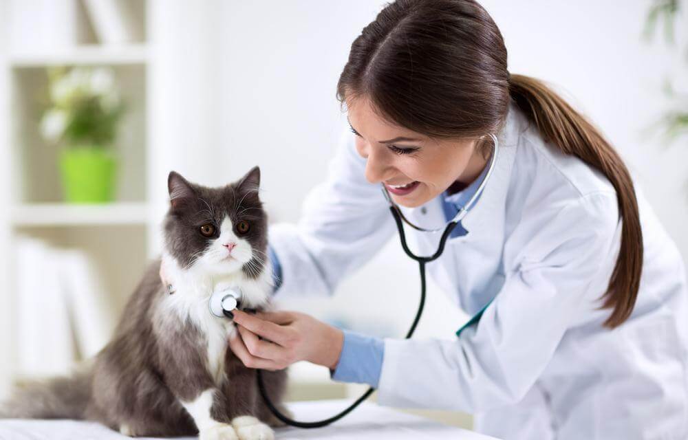 Are Fleas Pestering Your Cat? Here’s How You Can Get Rid Of It!
